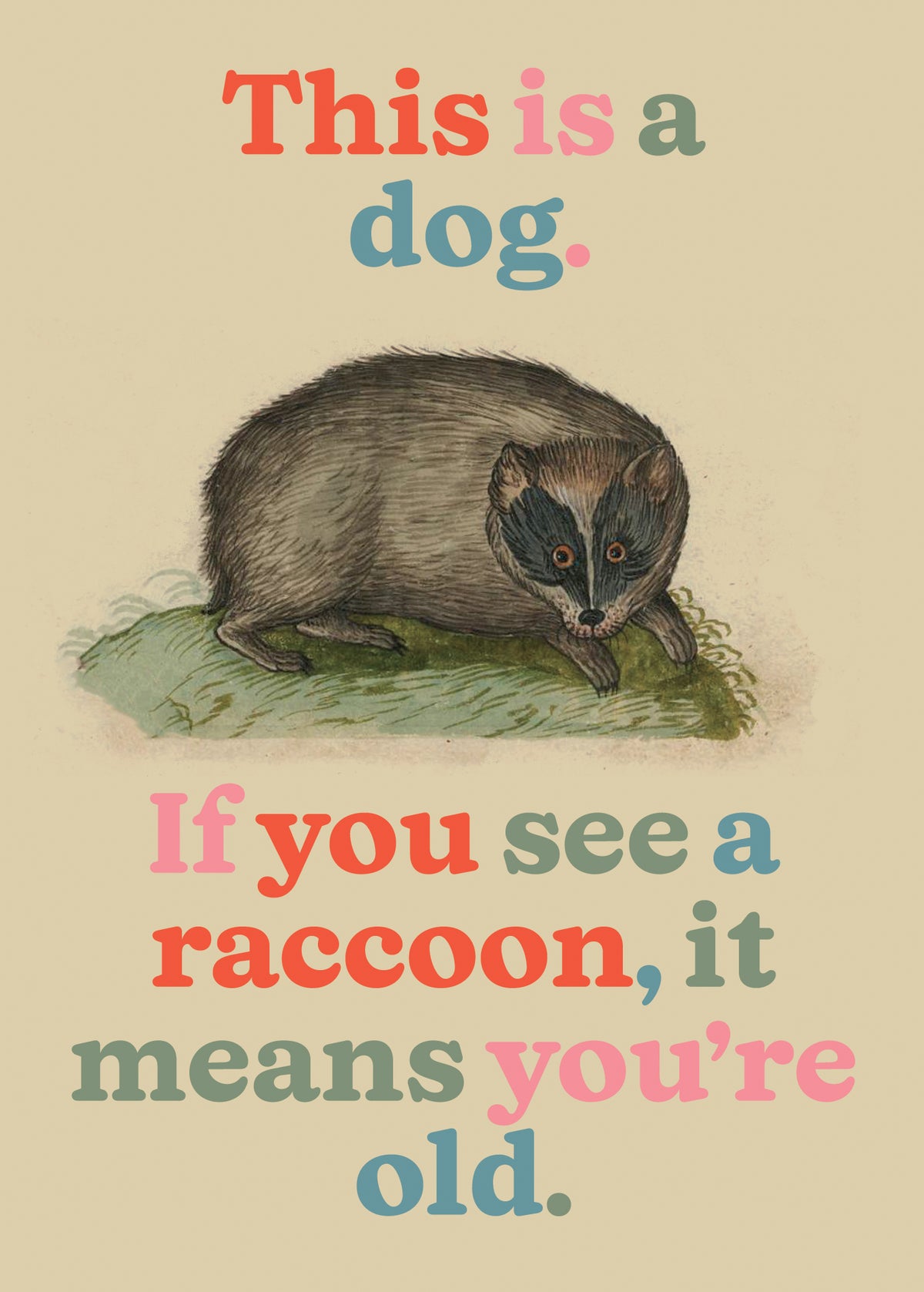 NOT A RACCOON