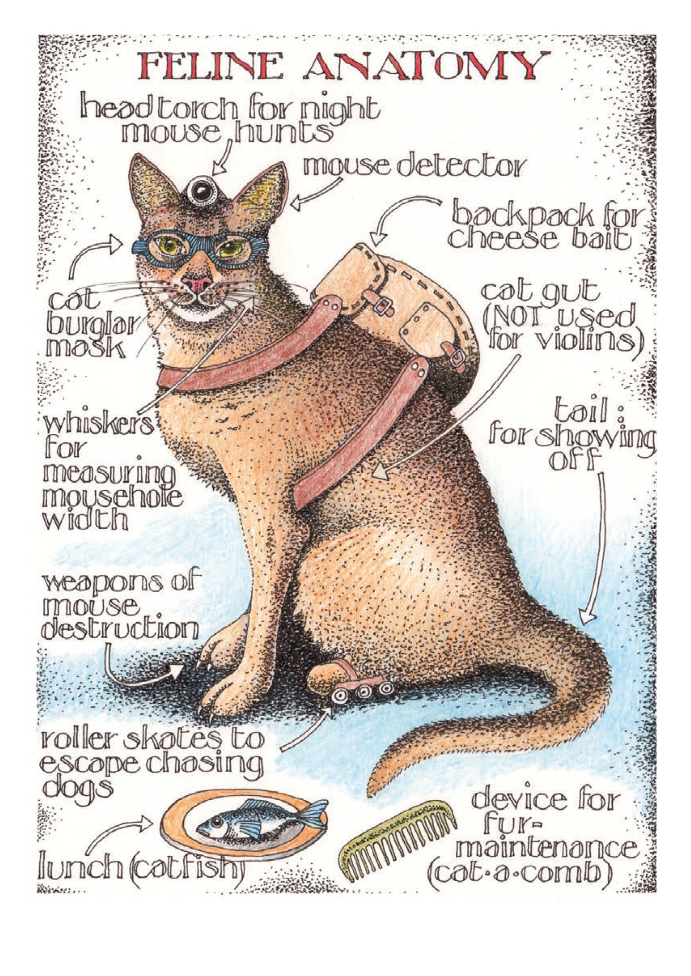 FELINE ANATOMY 